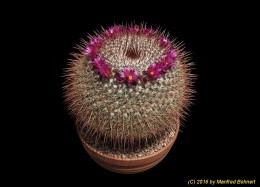 Mammillaria lindsay v. cobrensis 576